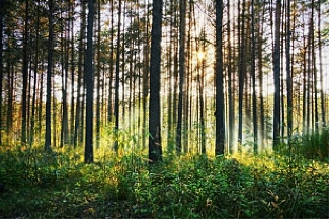 Elindultak_az_erdogazdasagok_kozfoglalkoztatasi_programjai_megyenkben