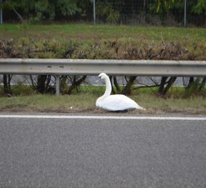 Balesetet_okozott_a_hattyu