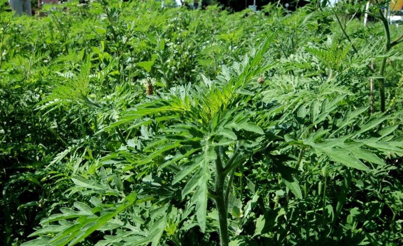 Legi_felderitessel_a_parlagfu_ellen