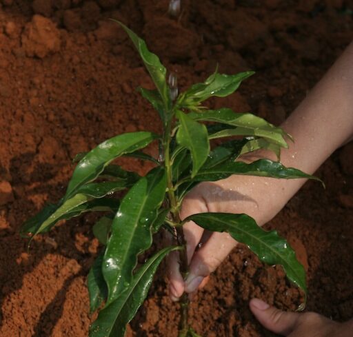 Madarak_es_Fak_Napi_faultetes