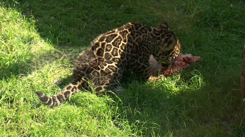 Mar_hust_is_kap_a_kis_jaguar