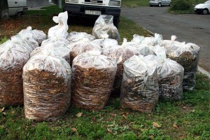 Marcius_31-ig_adhato_le_a_hulladek