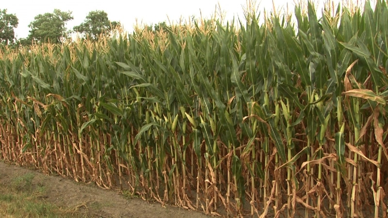 Megsult_a_kukorica_a_kanikulaban