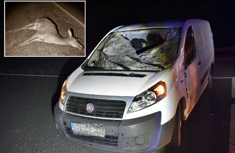 img_Szarvas_ugrott_a_sofor_ele-1