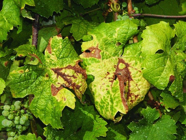 img_ujabb_ket_megyeben_talaltak_fertozest-1