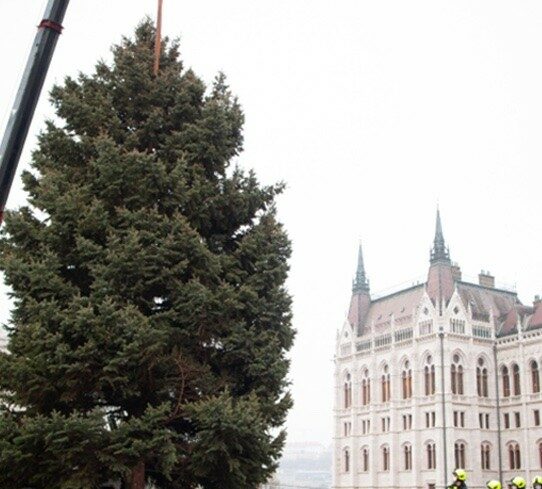 img_Hetfo_reggel_erkezik_meg_a_Kossuth_terre_az_orszag_karacsonyfaja-5