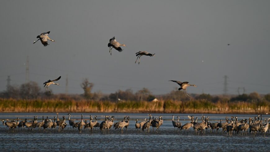 img_Ismet_darvadozast_rendeznek_a_Szegedi_Feher-tonal-15