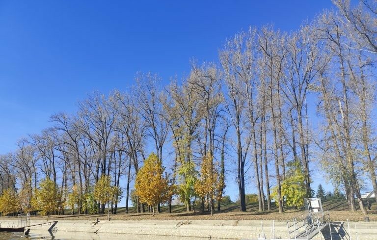 img_Mar_vagjak_a_balesetveszelyes_fakat