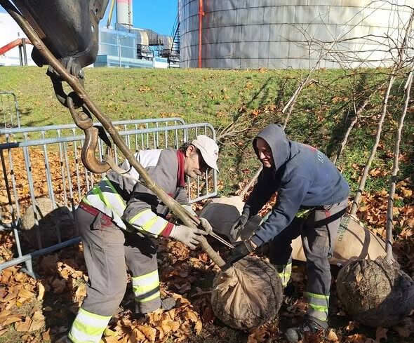 img_Megerkeztek_az_elso_facsemetek_az_oszi_ulteteshez-1