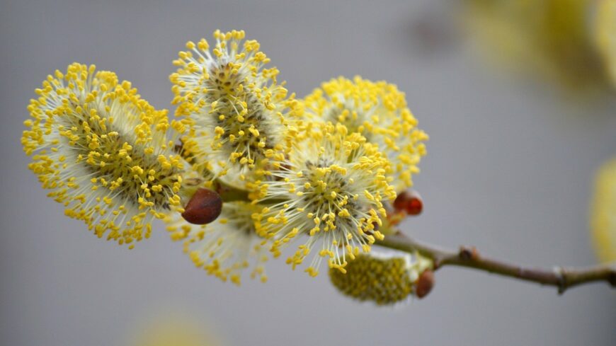 img_Szavazzon_on_is_az_ev_Faja_2026-ra_-2