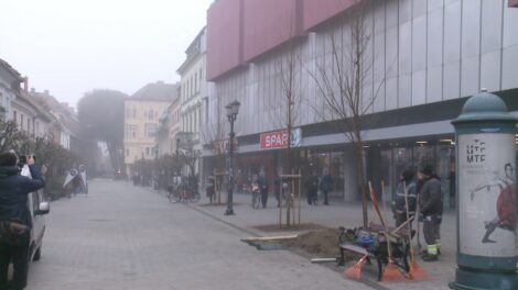 Szilfákat ültettek az Arrabona elé Győrben