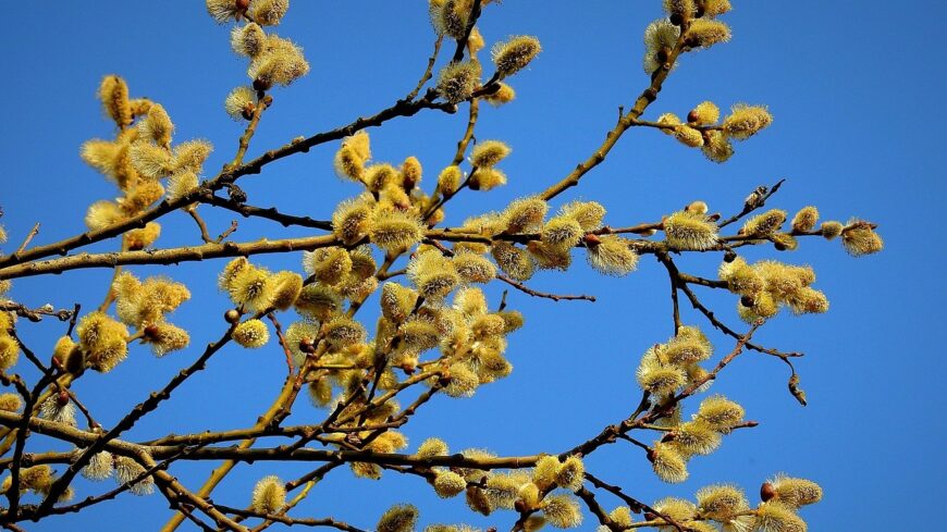 img_A_kecskefuz_lett_az_ev_faja