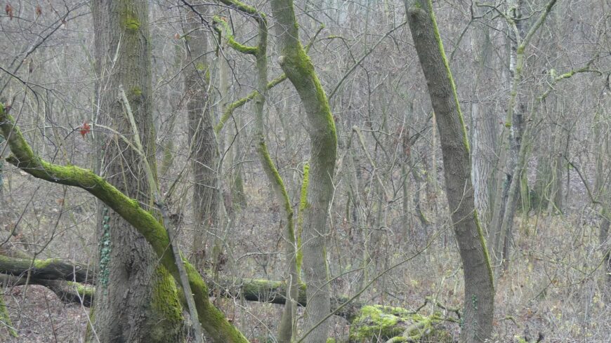 img_Fakivagas_lesz_a_Puspokerdoben_-_mutatjuk_hol-1