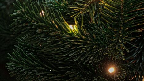 Megkezdődött a fenyőárusítás a piactereken!