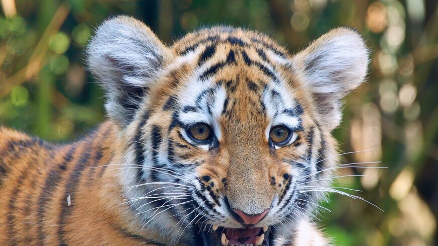 img_Tigrist_talaltak_egy_tiszafuredi_hazban-2