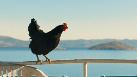 A Tyúk című filmmel kezdődik a 45. Magyar Filmszemle