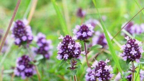 A kerti kakukkfű az év gyógynövénye