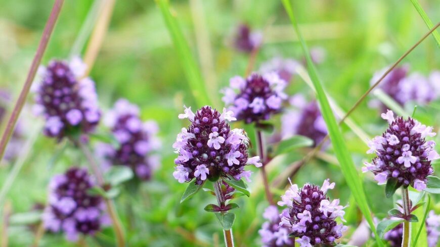 img_A_kerti_kakukkfu_az_ev_gyogynovenye-1