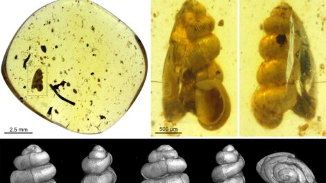Borostyánba zárt múlt