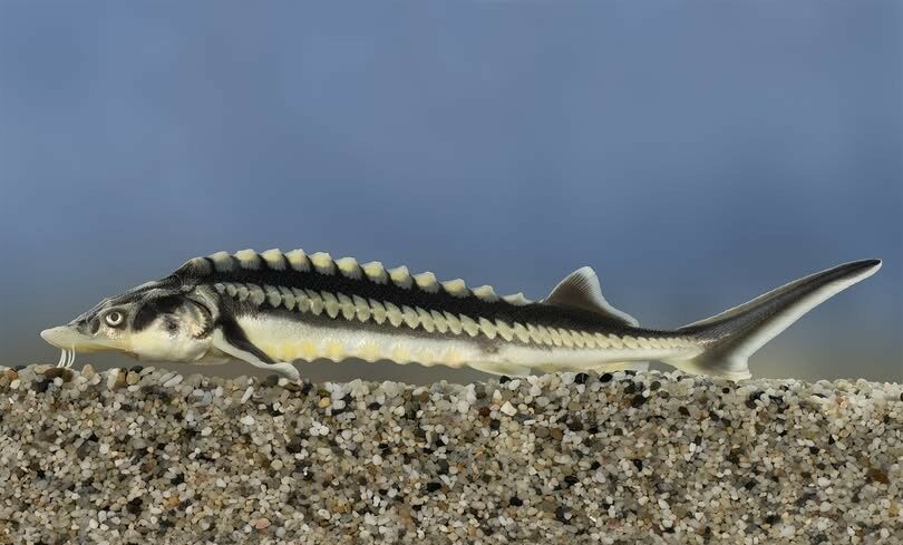 img_Igazi_kulonlegesseg_lett_az_ev_hala-4