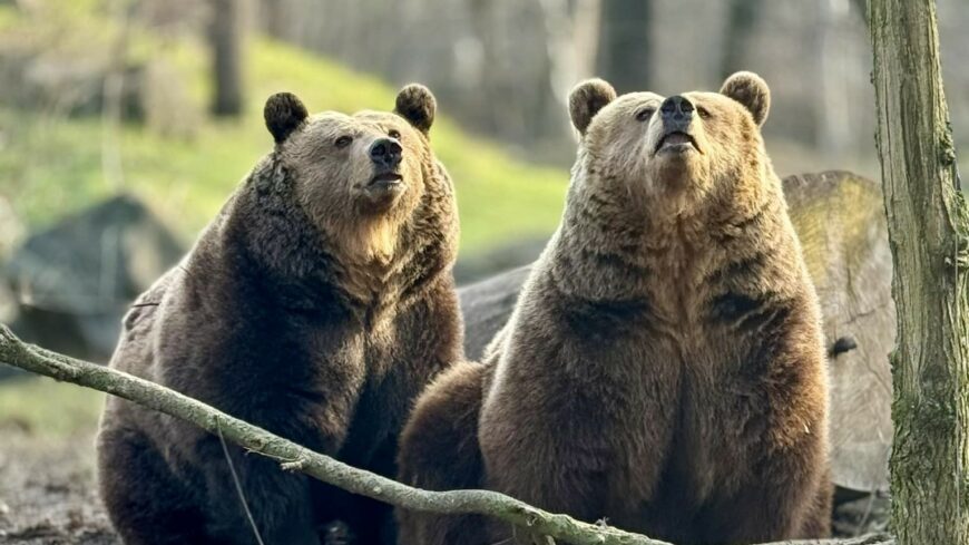 img_Medvejoslas_Szegeden-1