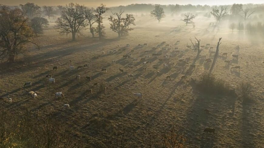 img_A_faslegelo_lett_2026_elohelye-2