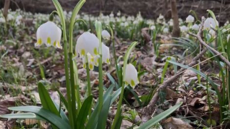 Csodaszép a virágzó tőzike