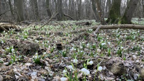 Csodaszépen virágba borult a csáfordjánosfai Tőzike tanörvény