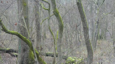 Fákat vágnak ki a Püspökerdőben