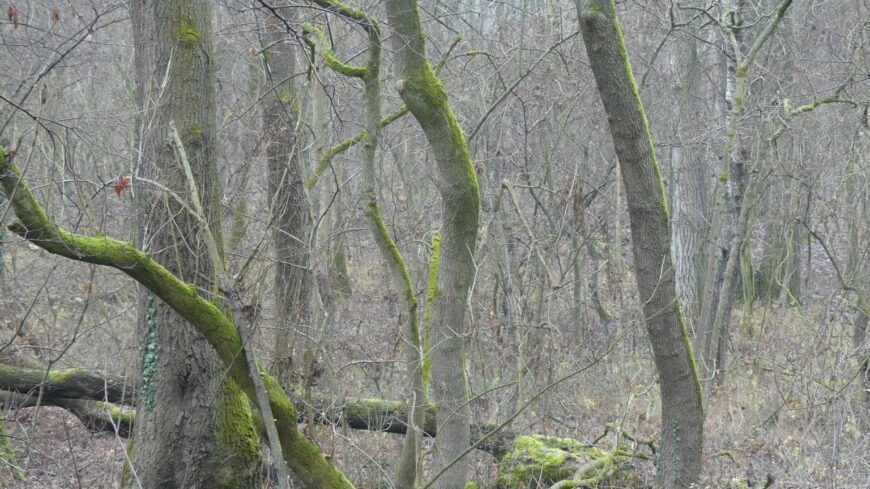 img_Fakat_vagnak_ki_a_Puspokerdoben