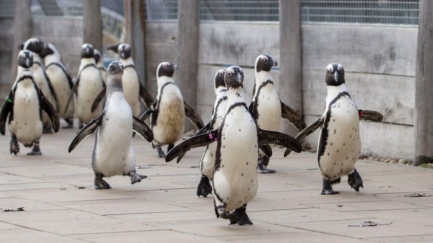 img_Jon_az_allati_szerelmek_hetvegeje-1