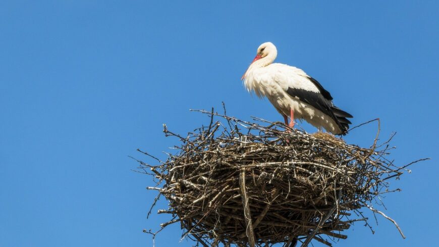 img_Megerkeztek_az_elso_golyak-1