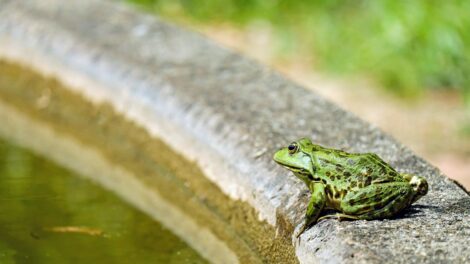 A vízóraaknák, pincék fogságába került békák megmentésére kéri a lakosságot az MME