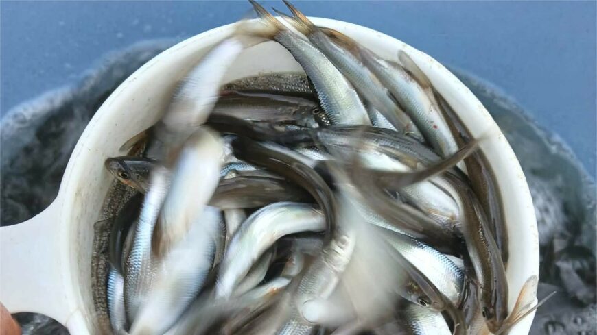 img_Elindultak_a_tavaszi_telepitesek__VIDEo_-1