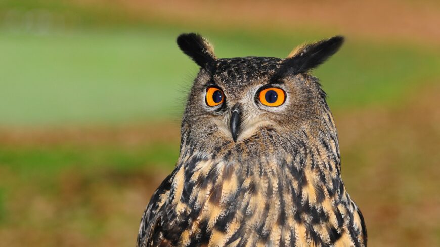 img_Kozel_huszezer_erdei_fulesbagoly_telelt_Magyarorszagon-2