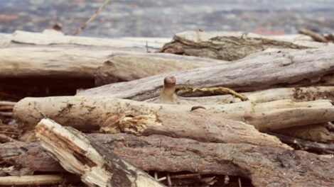 Léket kapott egy ezer tonna búzát szállító teherszállító uszály Vámosszabadinál