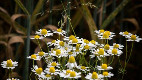 Ma ünnepeljük a vadvilág világnapját