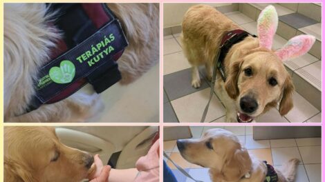 Leon, a terápiás kutya munkába állt a kórházban