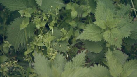 Oltással is védekezhetünk a kullancsfertőzés ellen