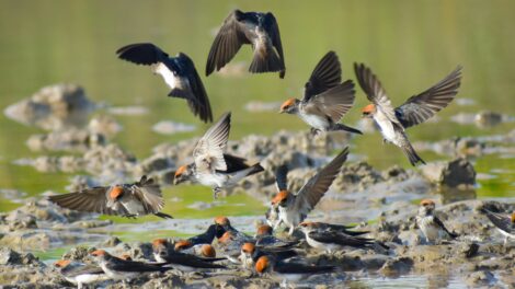 Sárgyűjtőkkel segíthetjük a fecskék fészekrakását