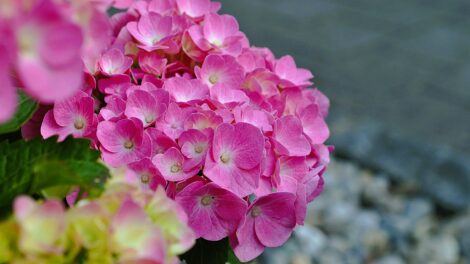 Több mint 70 ezer hagymás és vágott virág érkezett a Szent Péter térre