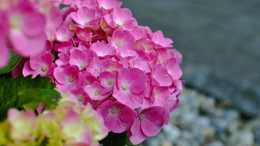 img_Tobb_mint_70_ezer_hagymas_es_vagott_virag_erkezett_a_Szent_Peter_terre