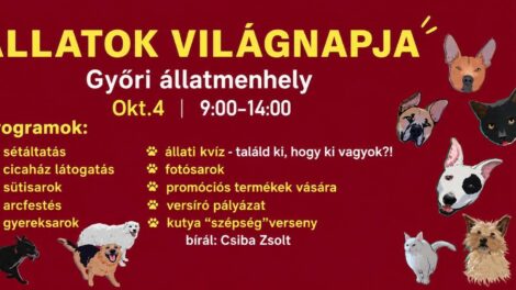 Kutyás, cicás programok, családi nap az állatmenhelyen