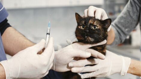Változnak az állatorvosi antibiotikum-felírás szabályai